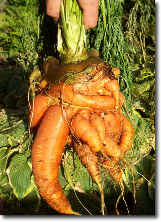 dug carrot