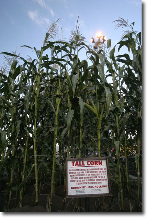 joel holland tall corn