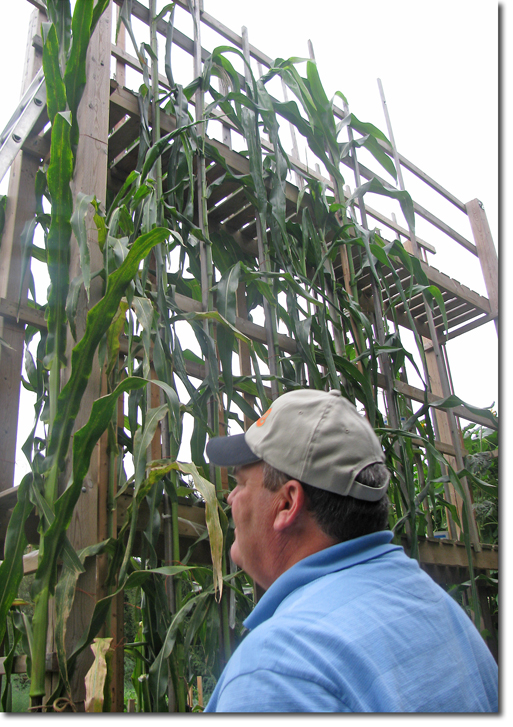 tall corn support