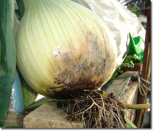 Onion Botrytis