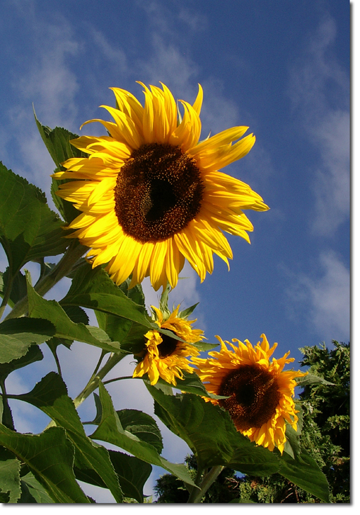 giant sunflowers