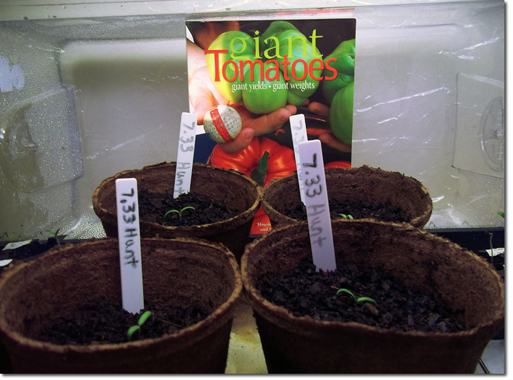 Giant Tomato Seedlings