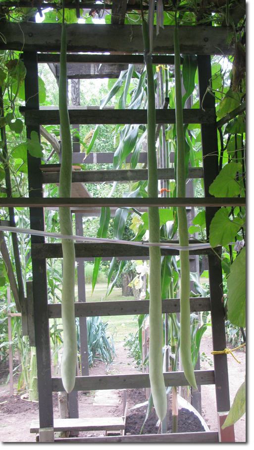 long gourd trellis