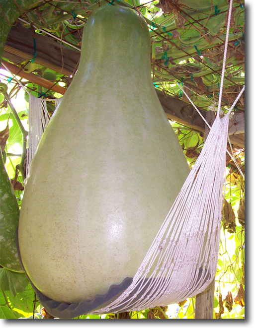 kettle gourd