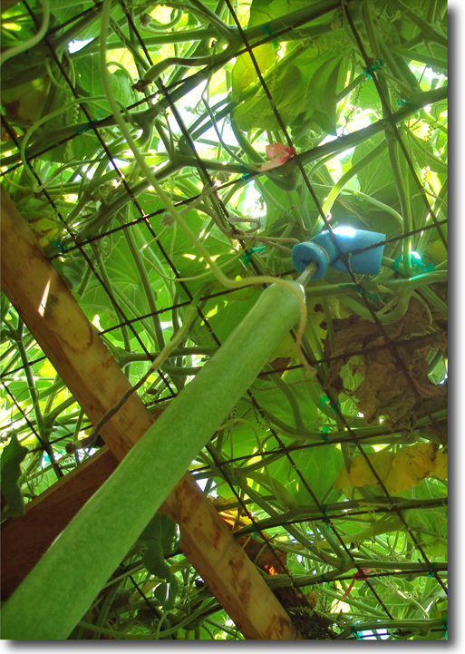 long gourd trellis