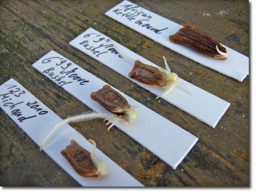 long gourd seeds