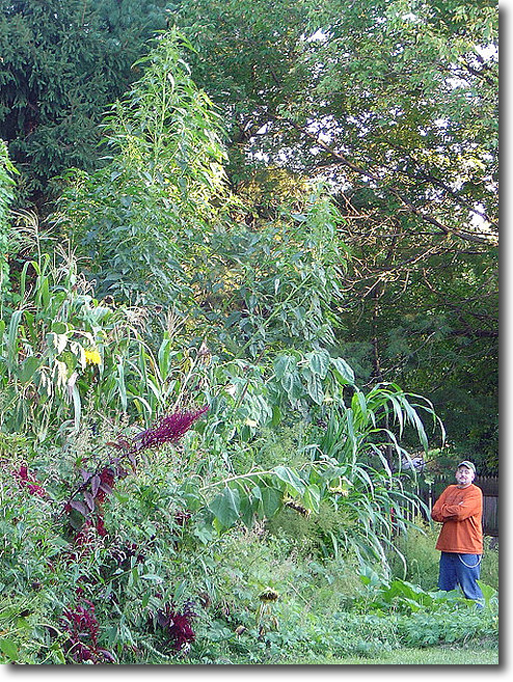 Giant Amaranth