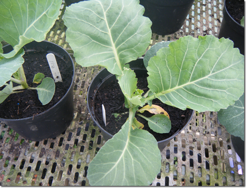 giant cabbage