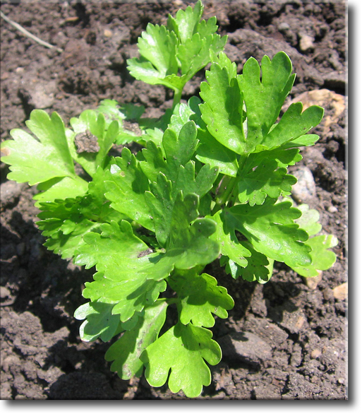 giant celery