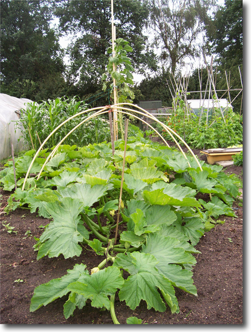 Giant Marrows