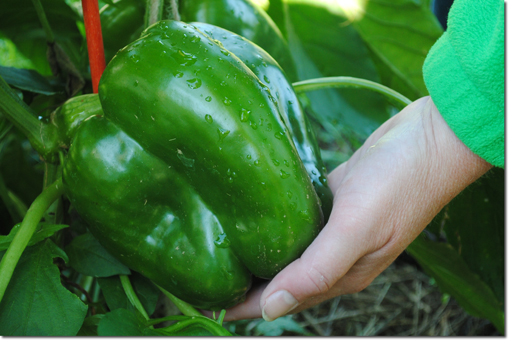 Giant pepper