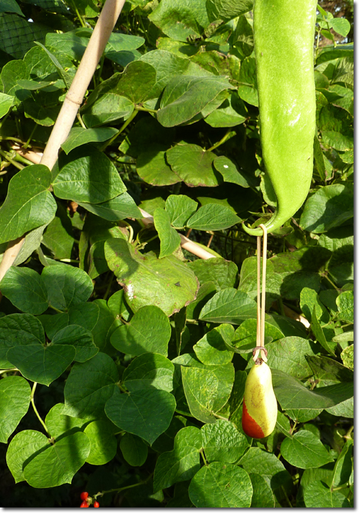 runner bean weight