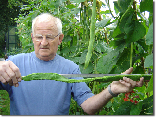 measuring runner bean