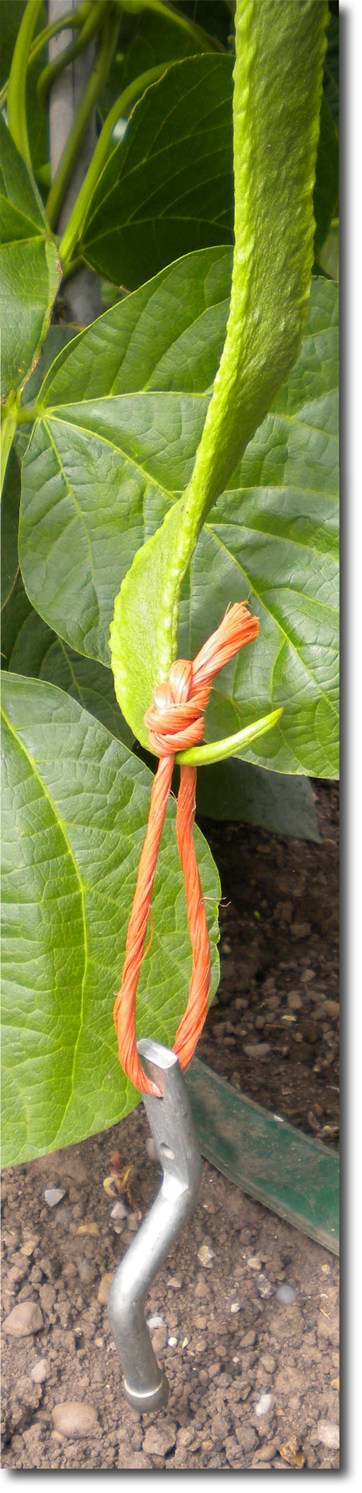 runner bean weight