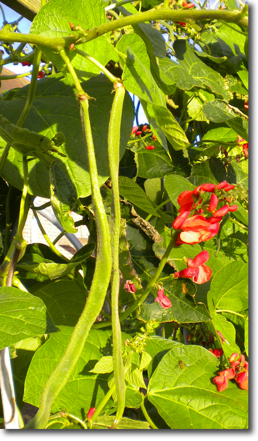 runner bean