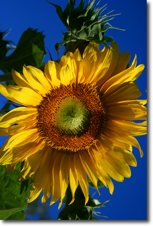 giant sunflowers