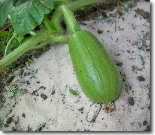 Giant Watermelons