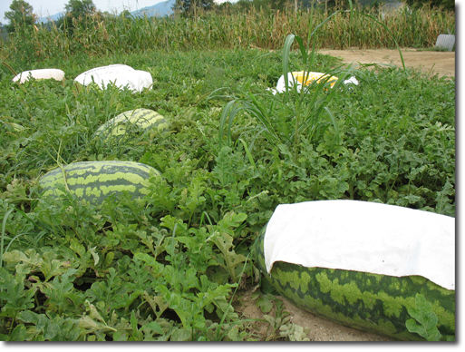 Giant Watermelons