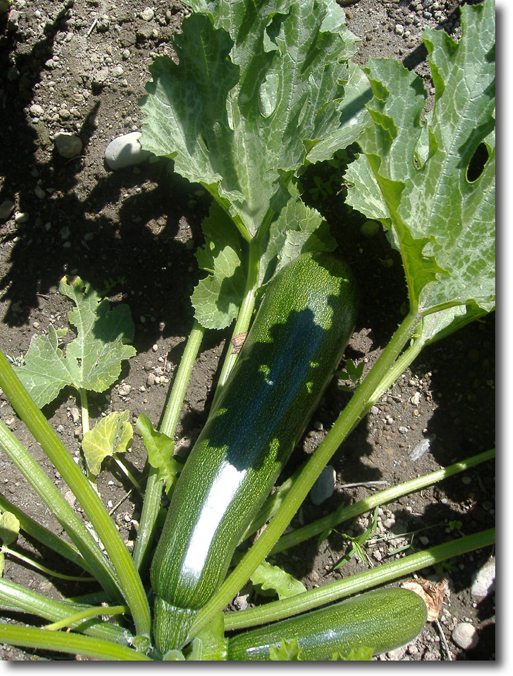 Giant Zucchini