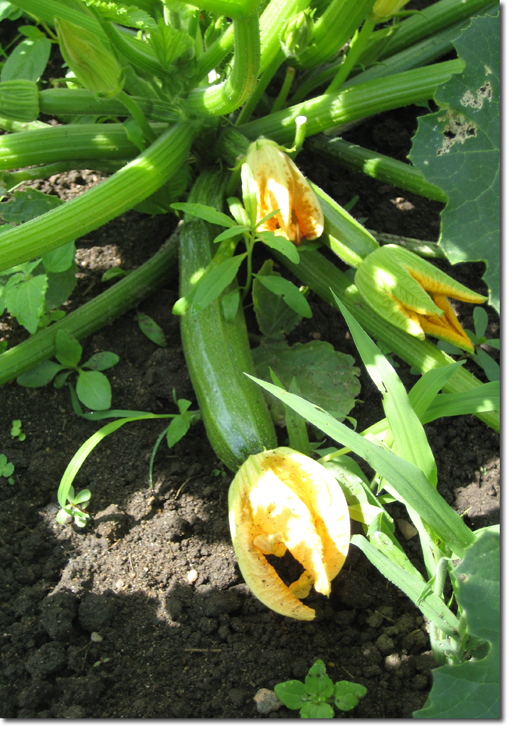 Giant Zucchini